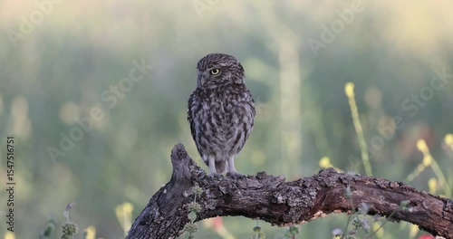 Little owl in its breeding territory inside an olive grove with the first light of a spring day