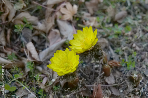 yellow flower in the forest