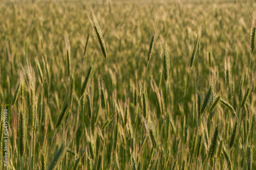 rye cultivation in north europe rye cultivation in north europe