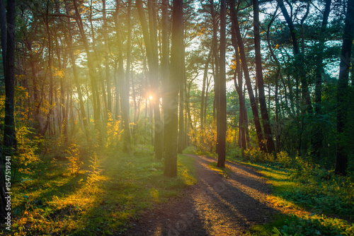 Bright sunset sun shines beautifully through pine trunks. Background with summer evening in the forest.