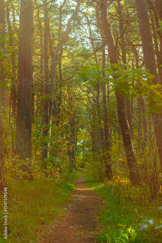 Narrow path in the park. A trodden path between trees in an autumn forest.