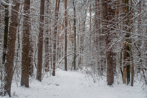 A trodden path in a winter forest. A path between trees in a park. Background with a winter landscape.