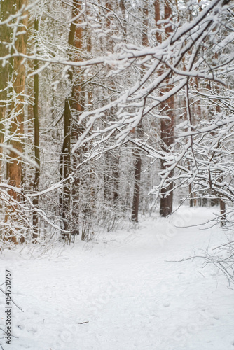 A trodden path in a winter forest. A path between trees in a park. Background with a winter landscape.