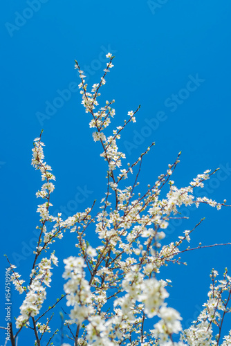 Thin tree branches with blooming white flowers against the background of a bright blue sky.