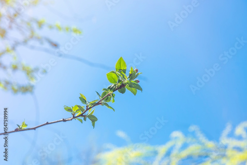A thin branch with blossoming leaves. Small foliage begins to grow in spring.