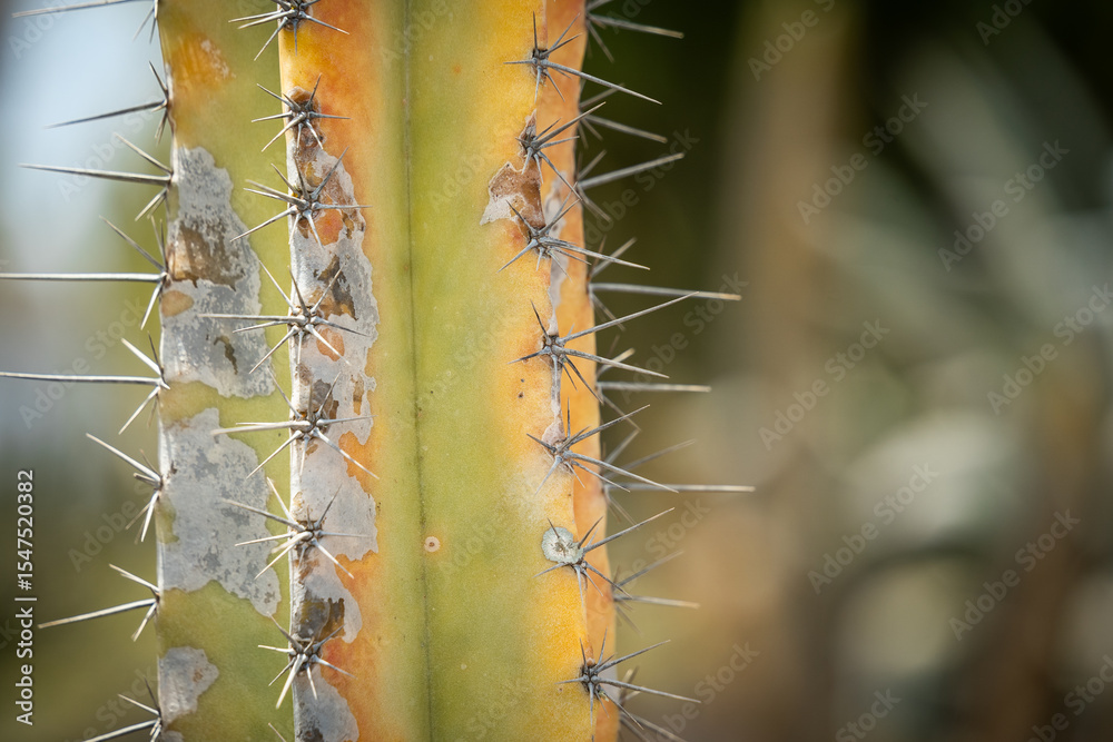 Naklejka premium Gros plan sur un cactus avec ces épines