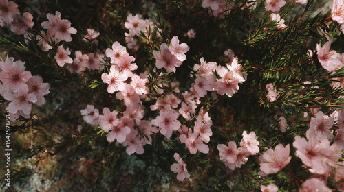 pink flowers