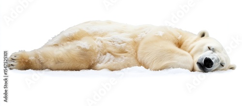 Polar Bear Napping in the Snow: A Serene Winter Scene