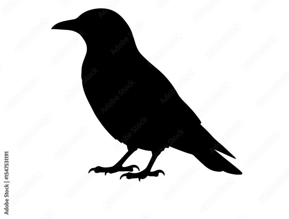 Obraz premium Alpine choughin silhouette vector image white baclground. 
