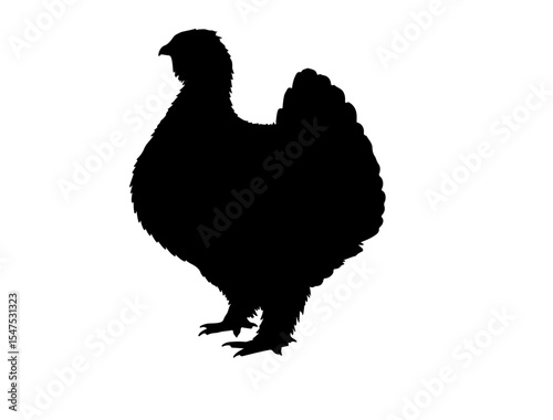 Altai snowcock in silhouette vector image white baclground.