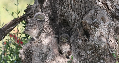 Little owl chicks inside the nest in an olive tree at first light on a spring day.