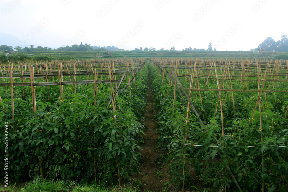 Obraz premium wooden stakes and tomato plants in the garden. This wood is used to support the stems of the plants