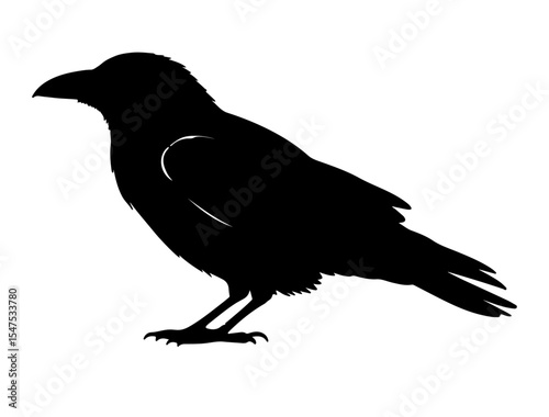 Crow silhouette on white background side views side view side.