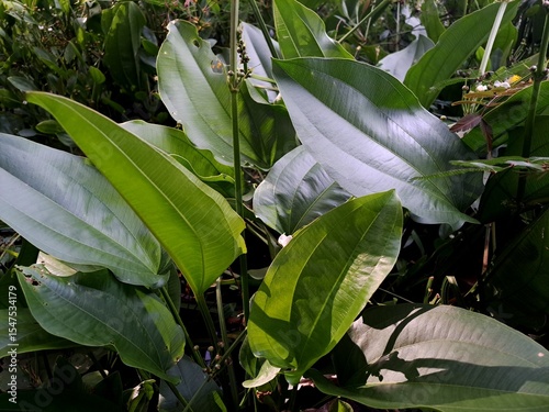 Echinodorus palifolius, also known as Mexican sword plant is an emerged aquatic plant in the Alismataceae. It has a rather odd, discontinuous range, native to Brazil (Minas Gerais and Bahia), Peru, Ur