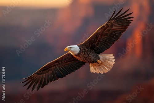 Majestic Bald Eagle in Flight at Sunset