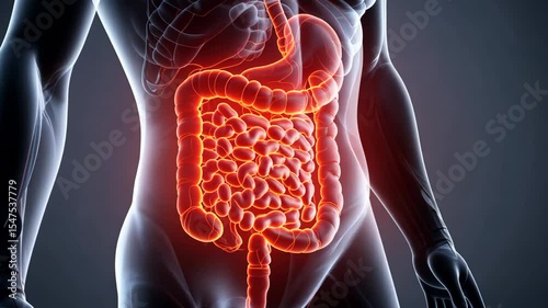 Glowing human digestive system highlighted on transparent body silhouette. Concept of health and medical diagnostics