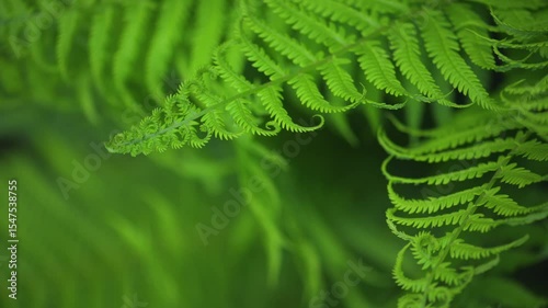 Slow motion Fern leaves background in Garden