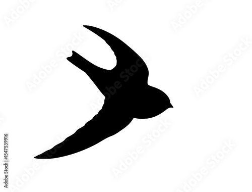  Vector image of Alpine swift in silhollouette vector image white baclground.