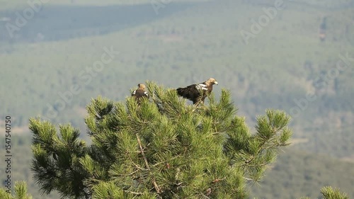 Adult female Spanish Imperial Eagle in a Mediterranean oak and pine forest at first light on a winter day