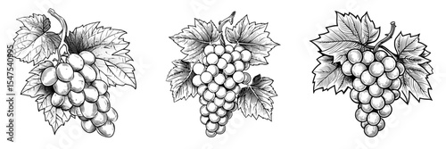 Modern illustration of a bunch of wine grapes accompanied by a leaf