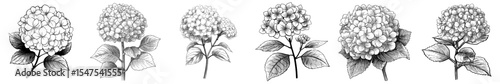 Hydrangea flowers are depicted in black and white, isolated and hand-drawn for use in design as floral elements