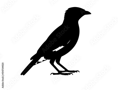 Vector image of Myna in silhouette on white background side view.