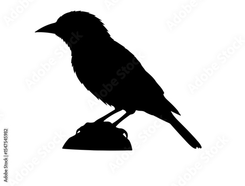  Vector image of baltimore oriole in silhollouette vector image white baclground.