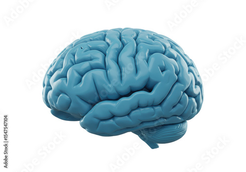 Isolated Anatomical Model of Human Brain Detailed Structure