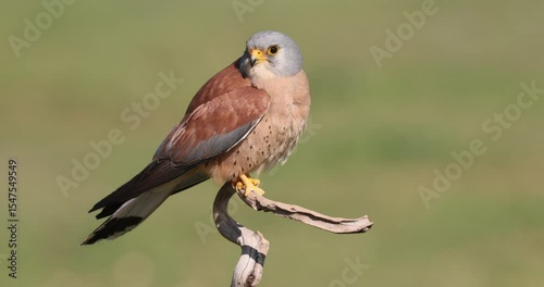 Adult male Lesser kestrel on his favorite perch in his breeding area at first light