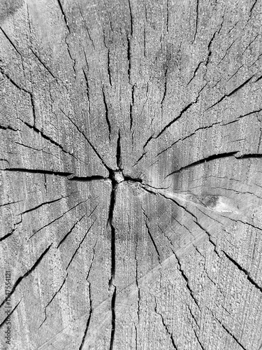 Macro of Wood Texture background with beautiful cracks. Black and white poster with Wooden Textured background. Perfect room interior wall poster banner copybook cover print. Grunge nature Texture. 
