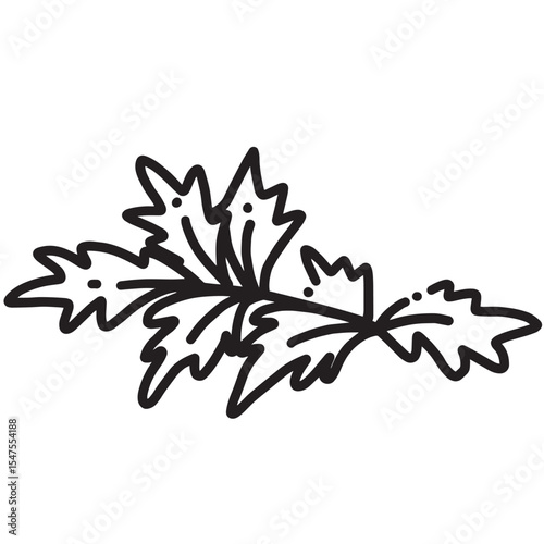 Coriander herb line drawing – black and white vector illustration for food decoration or packaging design.