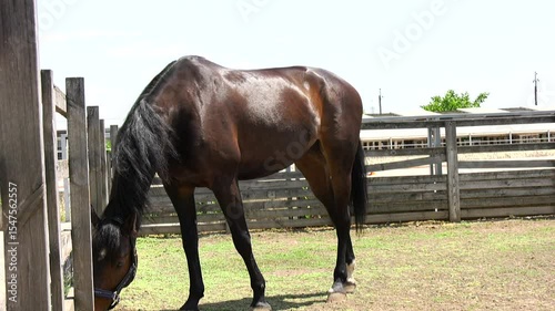 A beautiful dark horse stands in its enclosure on a warm summer day
