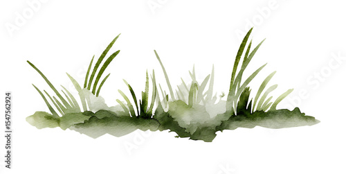 Watercolor illustration of forest grass on transparent background.