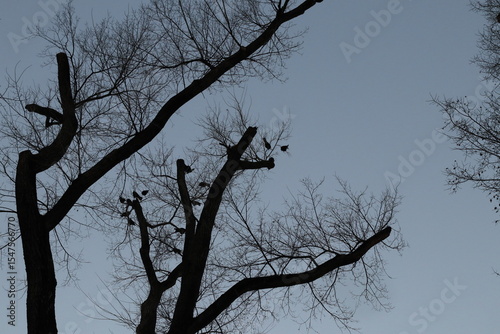 Crows on a bare tree in autumn.