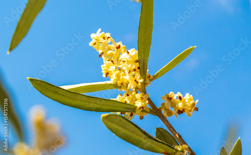 Blooming olive tree in summer