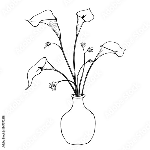 Calla lilies in a vase flowers minimalist drawing vector