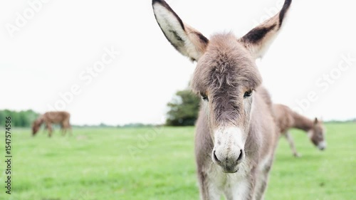 Extremely close-up shot of a cute, funny donkey coming up to the camera