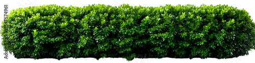 Long hedge of dense green bushes trimmed in straight line, hi-res detail with slight natural shadow