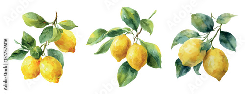 Watercolor set of yellow lemons. Vector vintage lemon tree branch with ripe lemons and leaves. Vintage fruit concept. Vector illustration.
