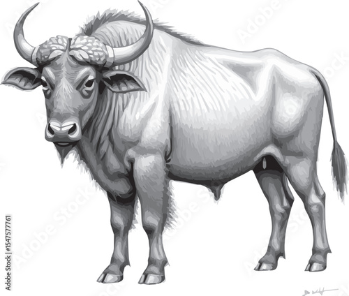 cow isolated on white