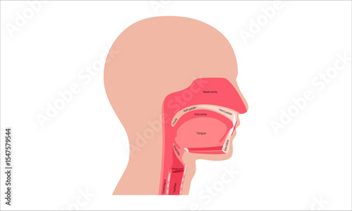 Upper respiratory tract