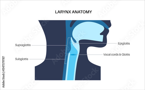 Larynx anatomy poster