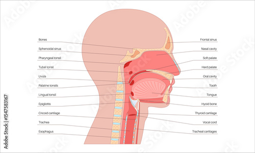 Upper respiratory tract