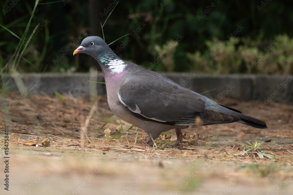 Obraz premium Pigeon ramier, Common Wood Pigeon, columba palumbus