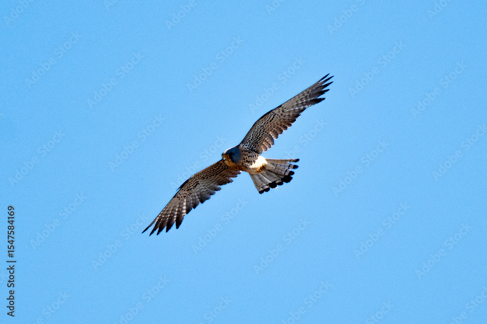Faucon crécerellette,
Falco naumanni, Lesser Kestrel Faucon crécerellette,
Falco naumanni, Lesser Kestrel