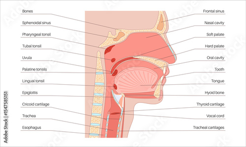 Upper respiratory tract