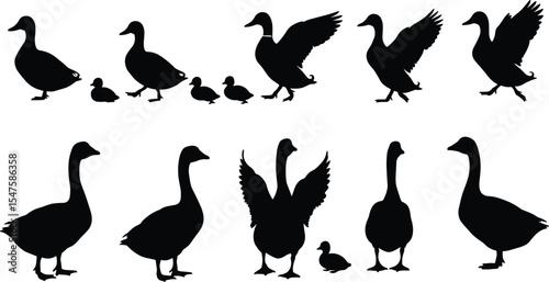 Silhouettes of ducks and geese with ducklings in various poses, flying, standing, walking, vector animal illustration for wildlife, nature, farm, and bird themes