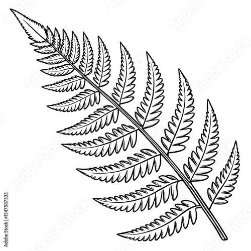 Black and White Detailed Fern Frond Illustration leaves