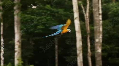 Vibrant macaw soaring through lush rainforest with tall trees in the background, showcasing wildlife beauty