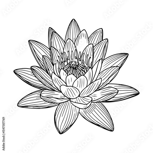 The Exquisite Beauty of a Water Lily in Line Art